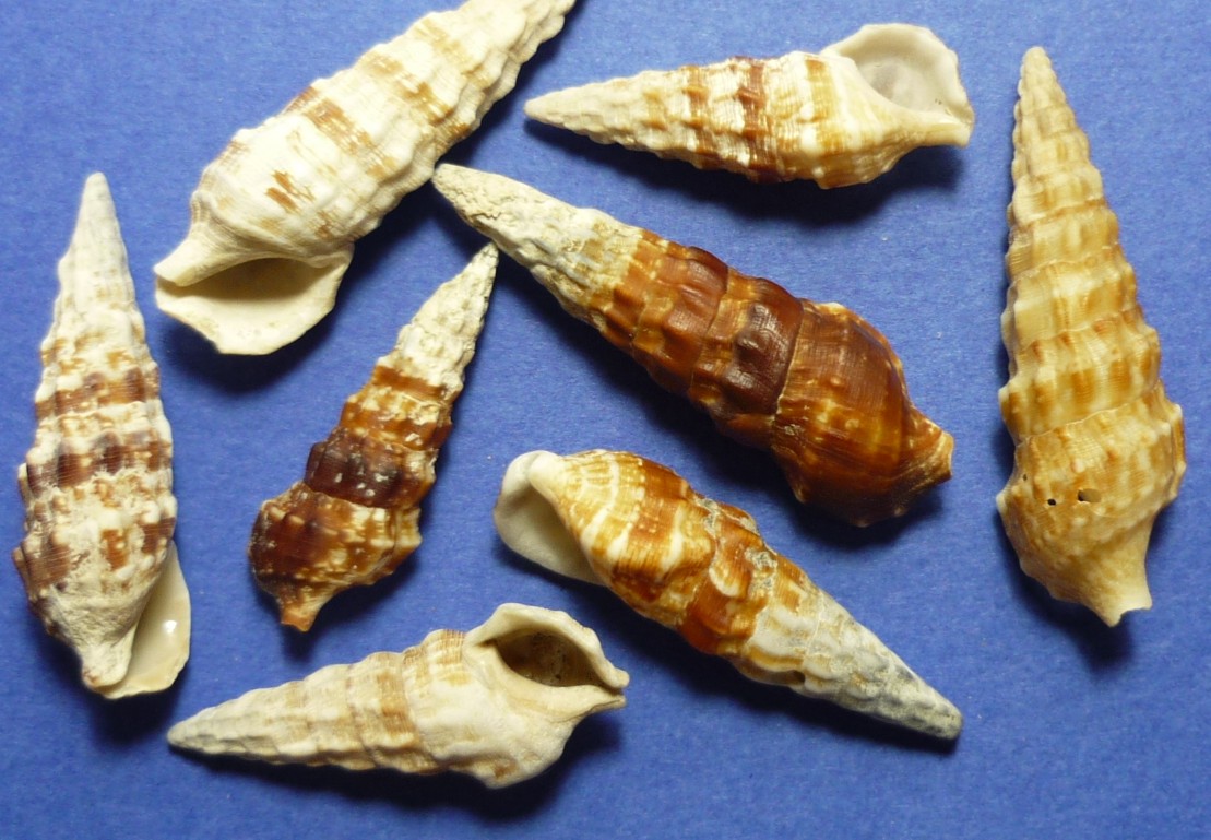 Cerithium alucaster
